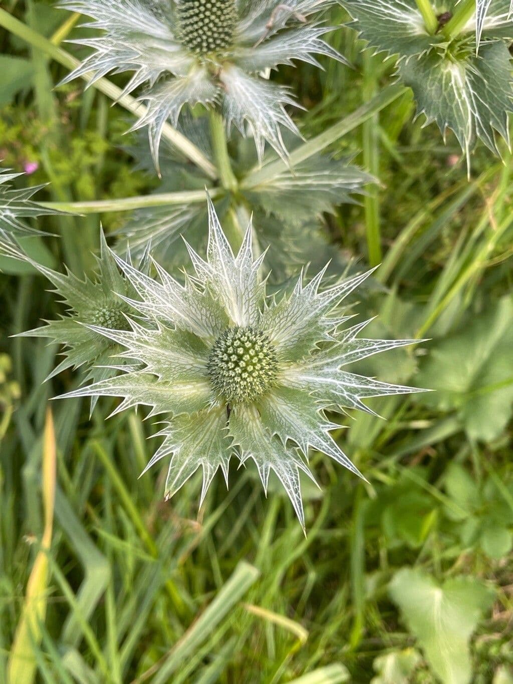 Panicaut géant 6