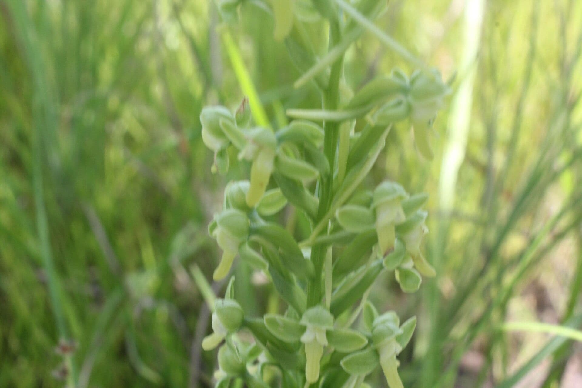 Habenaria 7