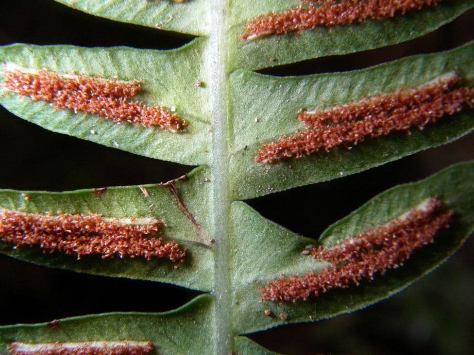 Blechnum polypodioides 3
