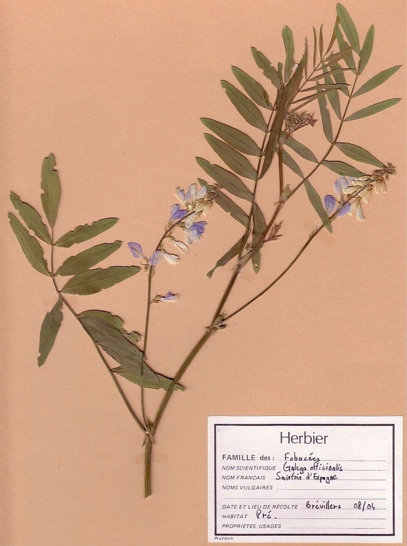 Galega 26