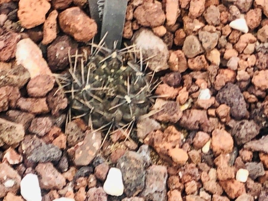 Buckelkaktus 3