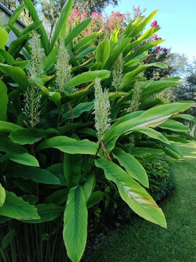 Hedychium 12