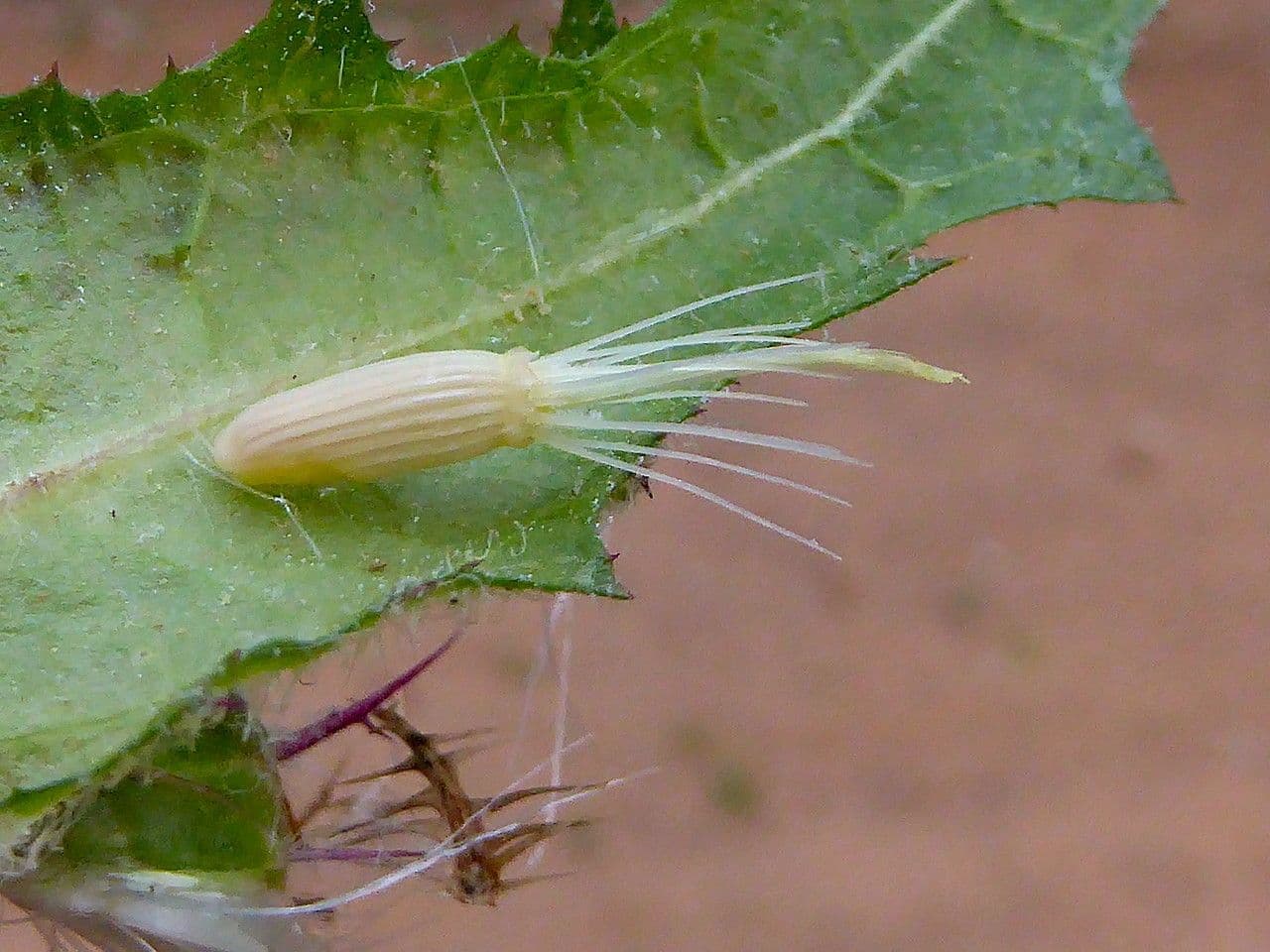 Wegdistel 5