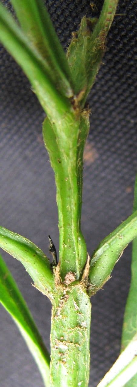 Vochysia 21