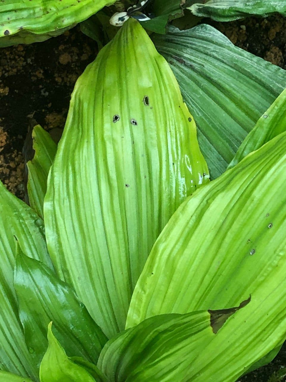 Calanthe 3