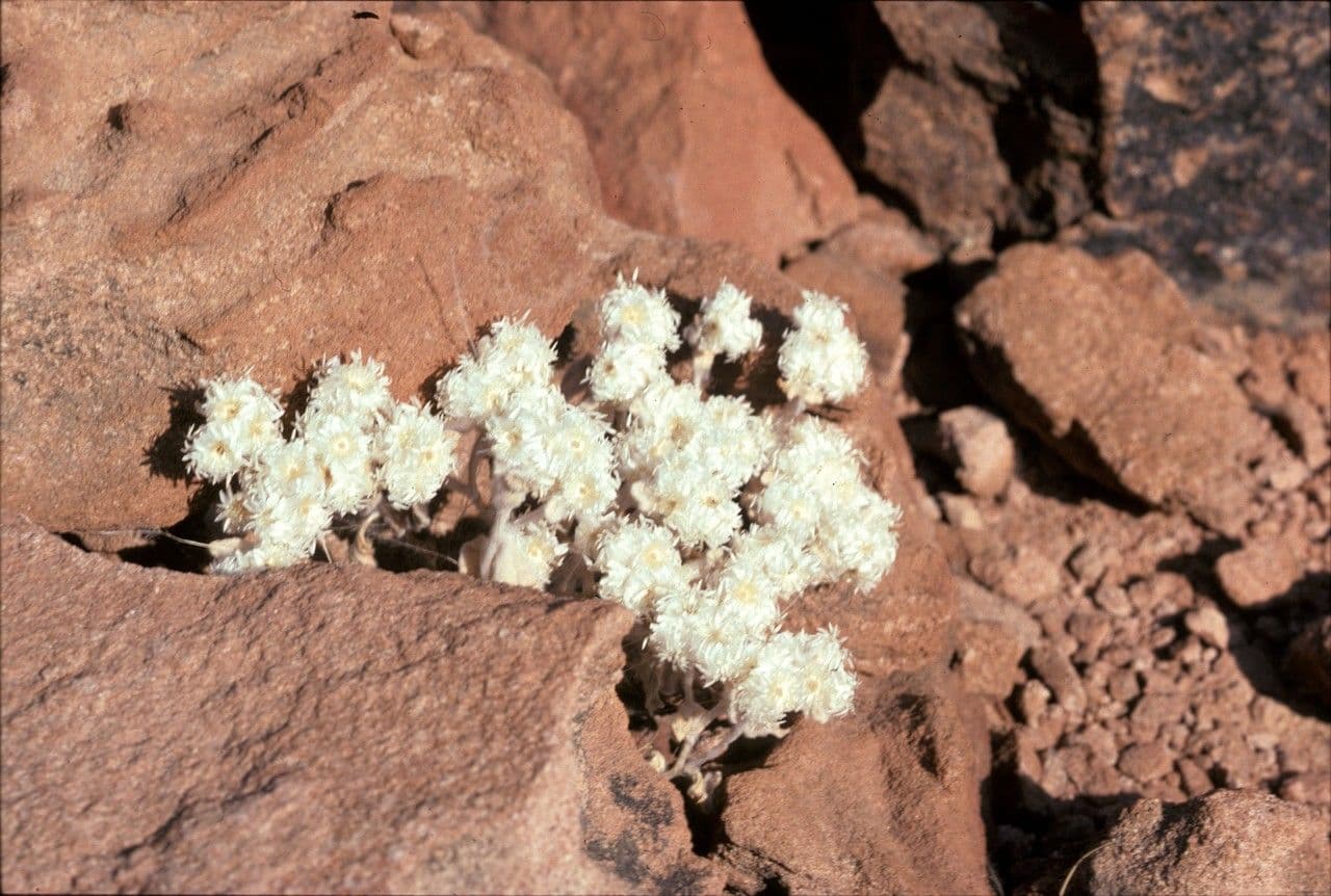 Helichrysum roseo-niveum