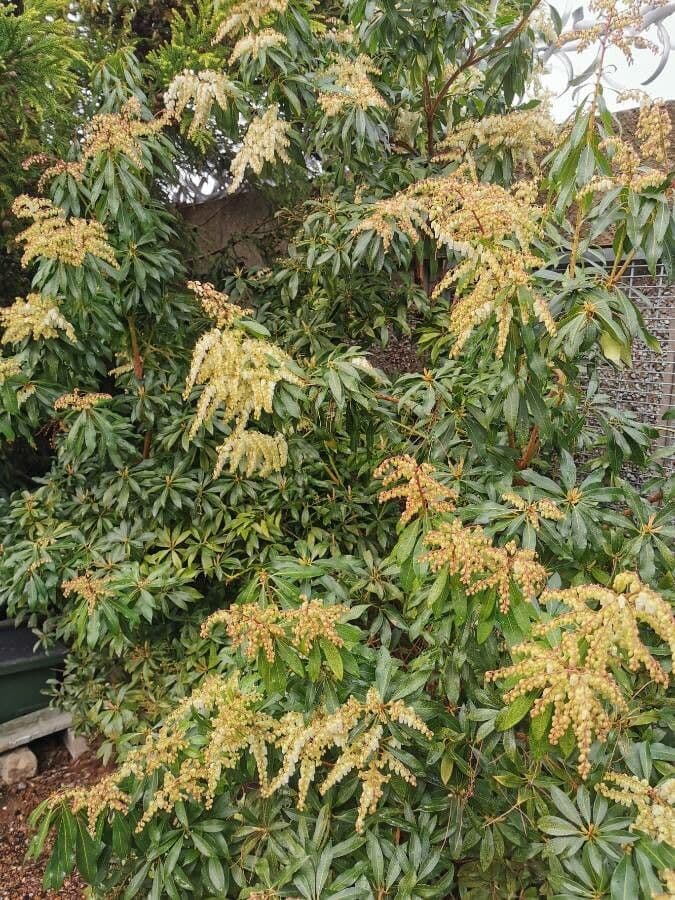 Pieris giapponese 29