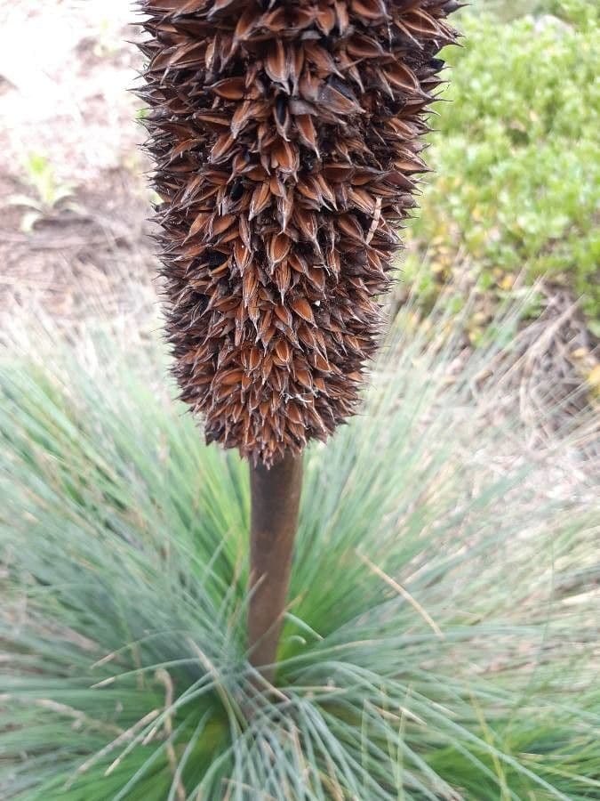 Xanthorrhoea 6