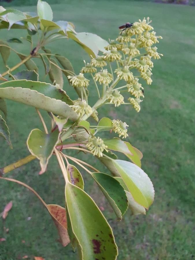 Trochodendron 6