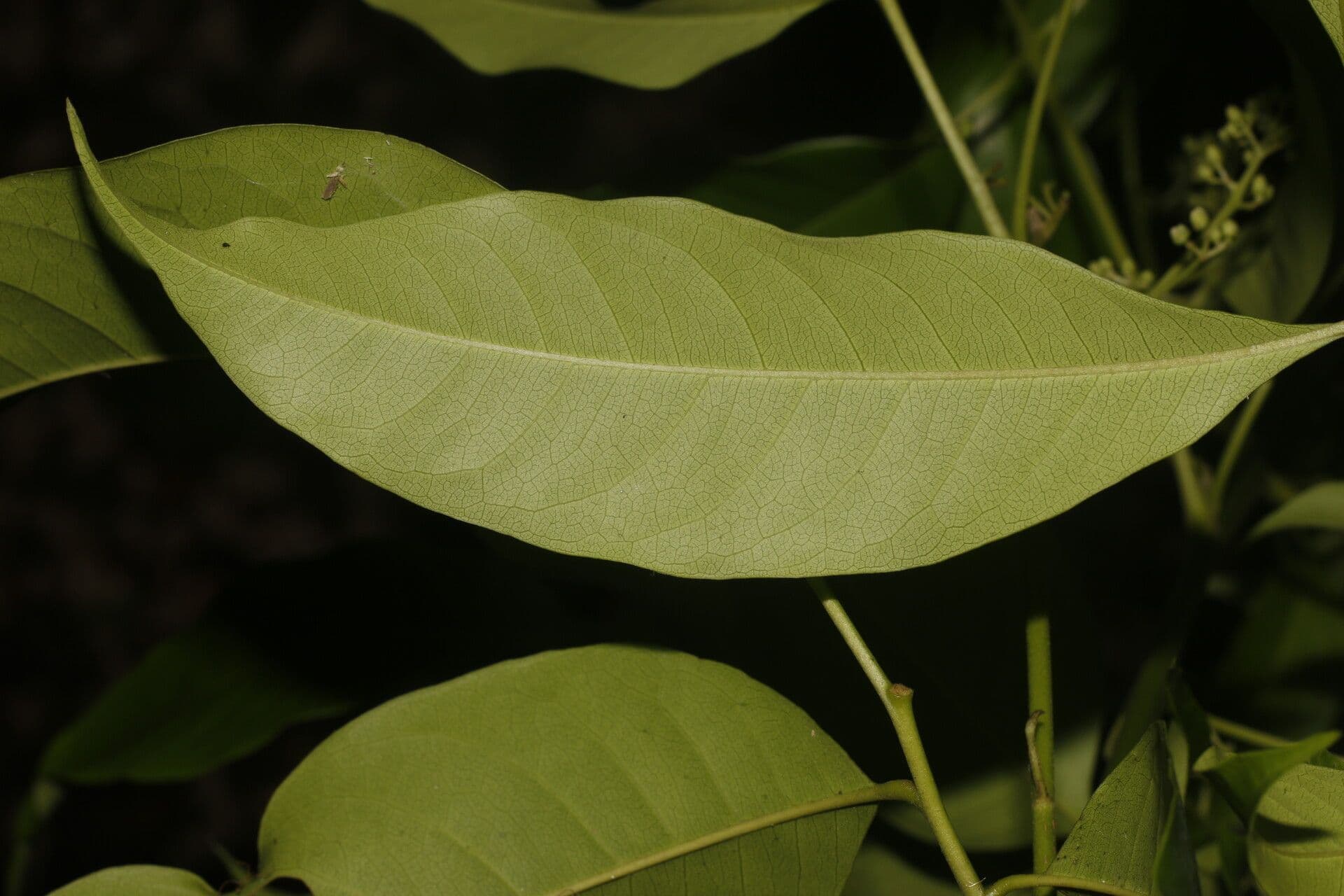 Trichilia 10