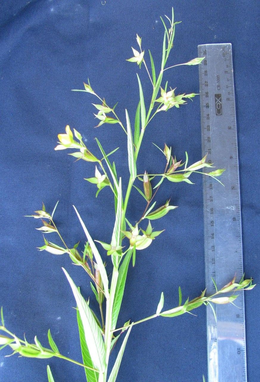 Ludwigia decurrente 16