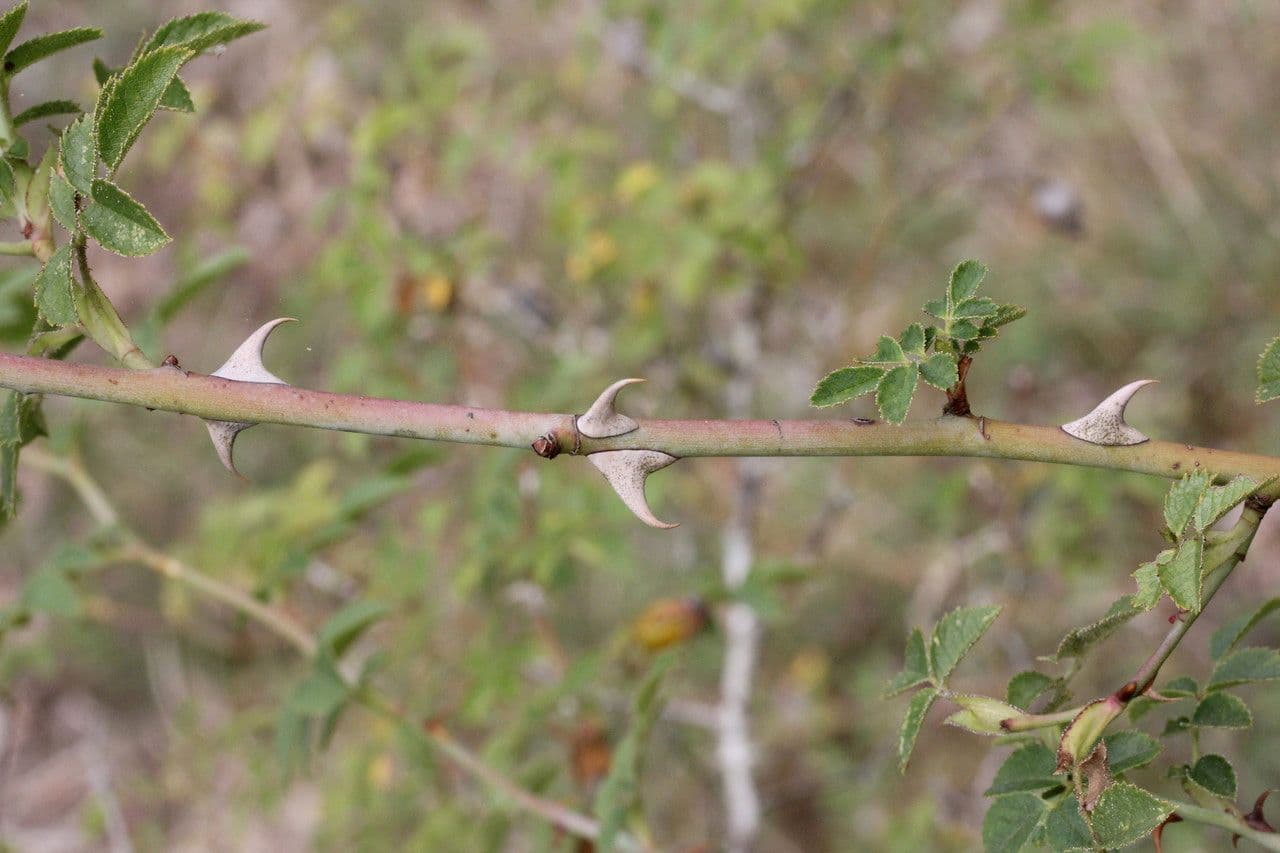 Kleinblütige Rose 22