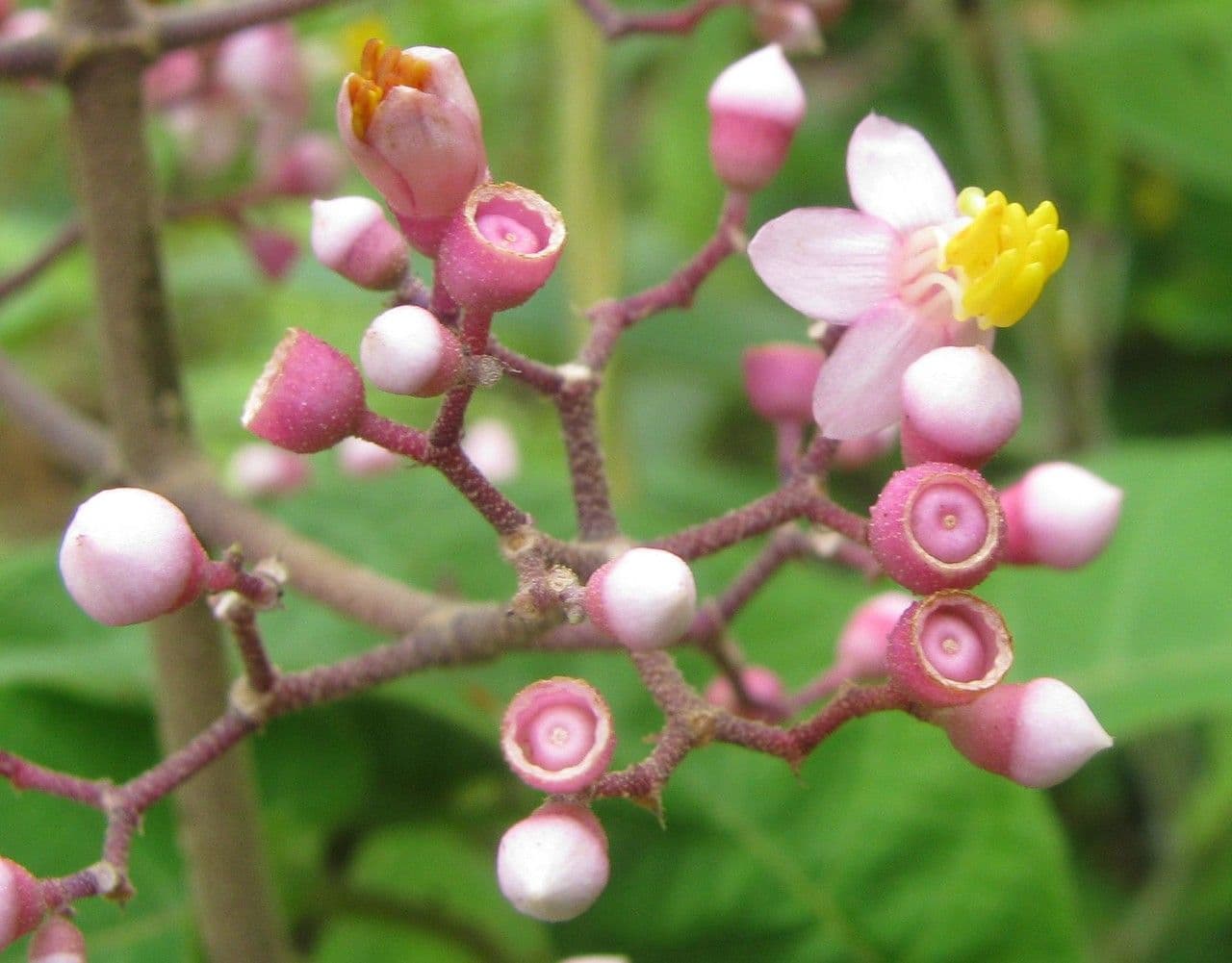 Conostegia 4