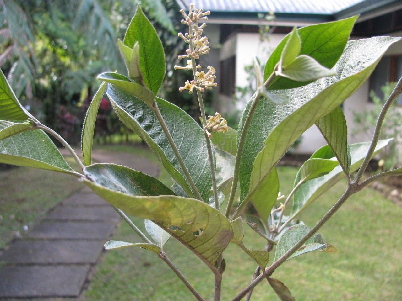 Arachnothryx buddlejovitý 13