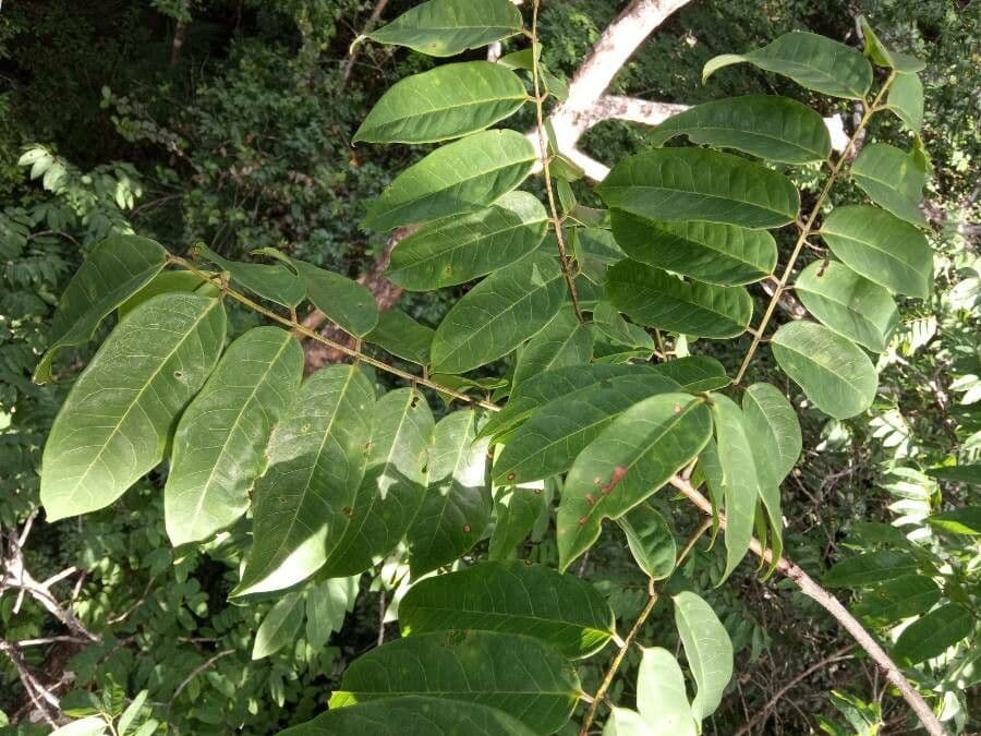 Recordoxylon 6