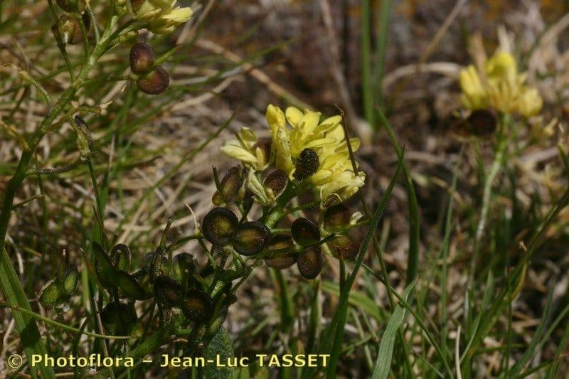 Biscutella 10