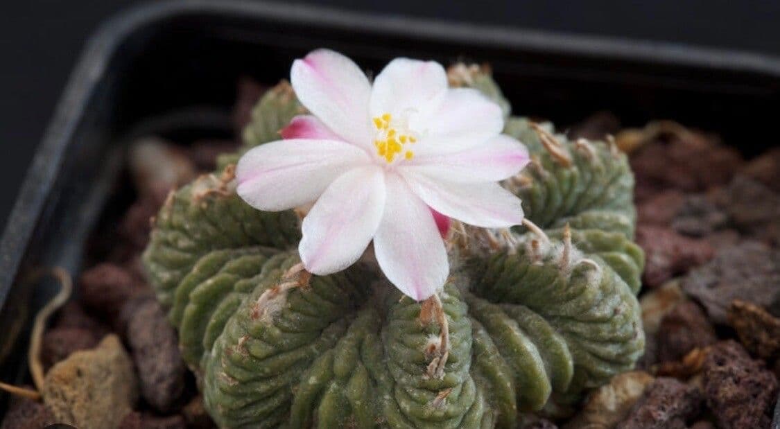 Aztekium ritteri