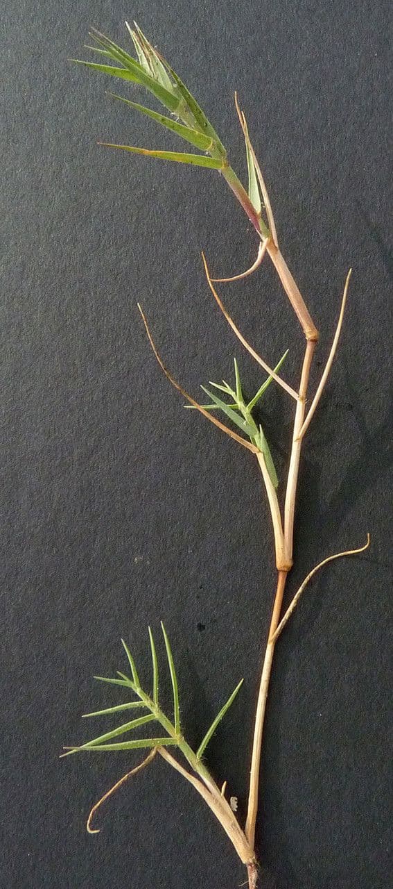 Aeluropus 11