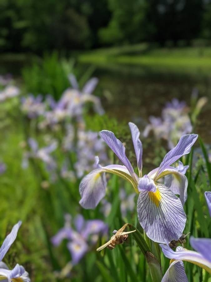 Iris 3