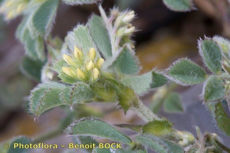 Medicago 14