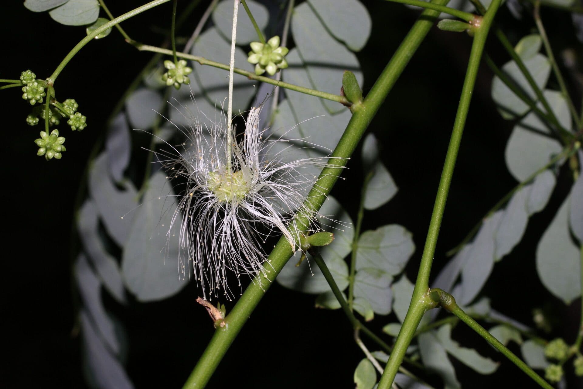 Schott's stickpea 5