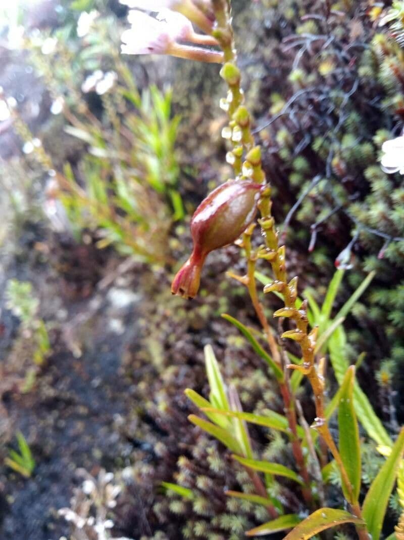 Epidendrum