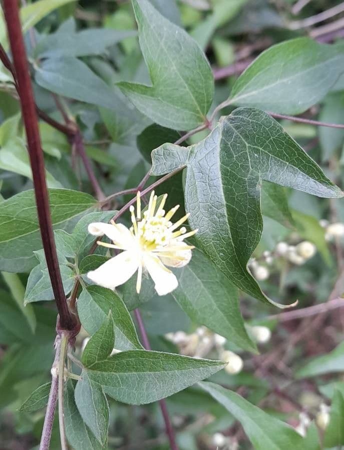Clematis campestris 15