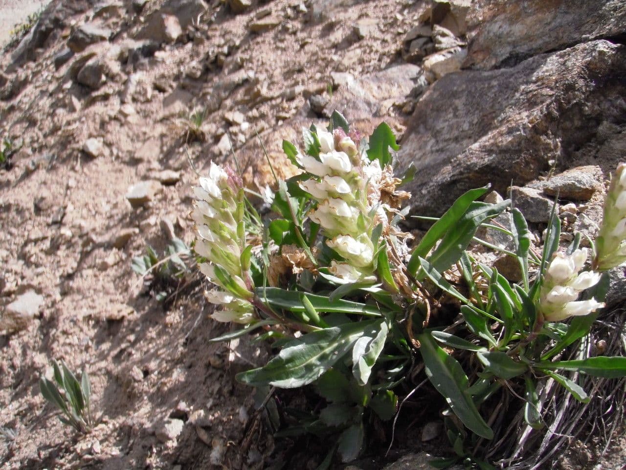 Chionophila 3