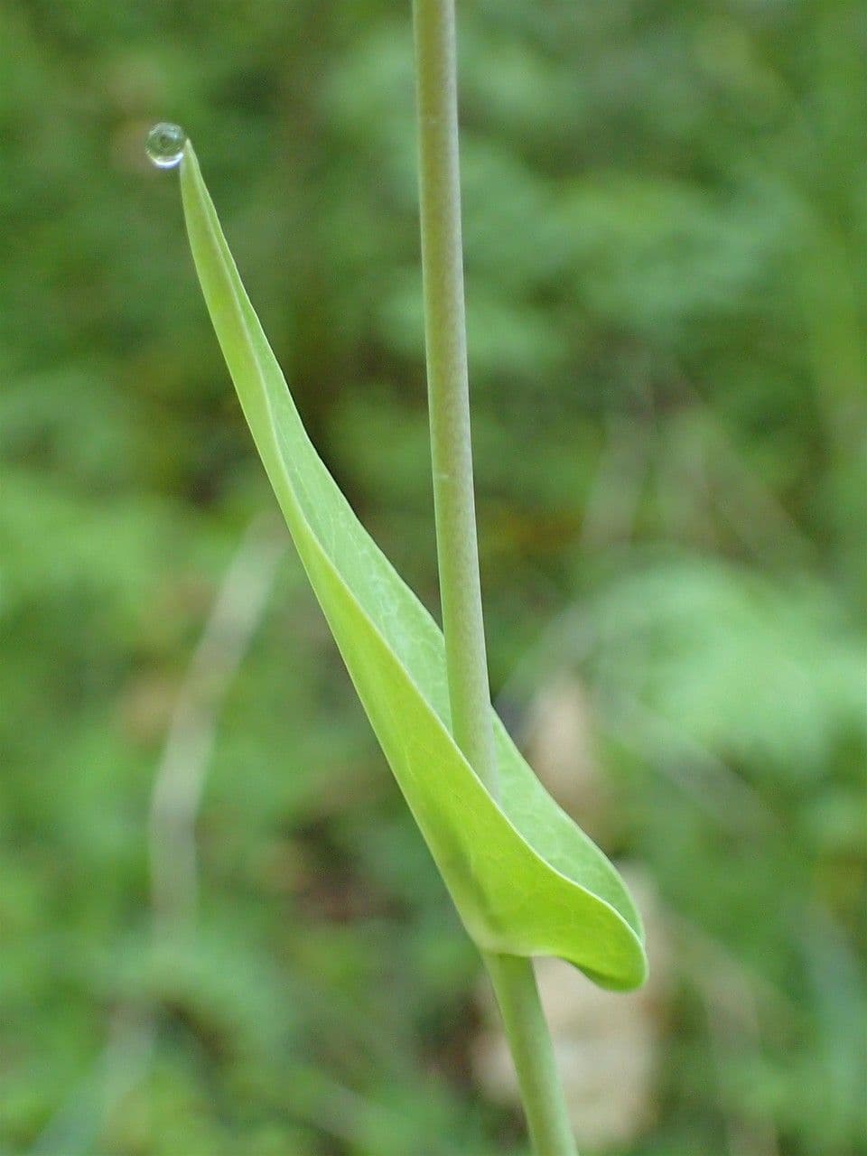 Turritis 8