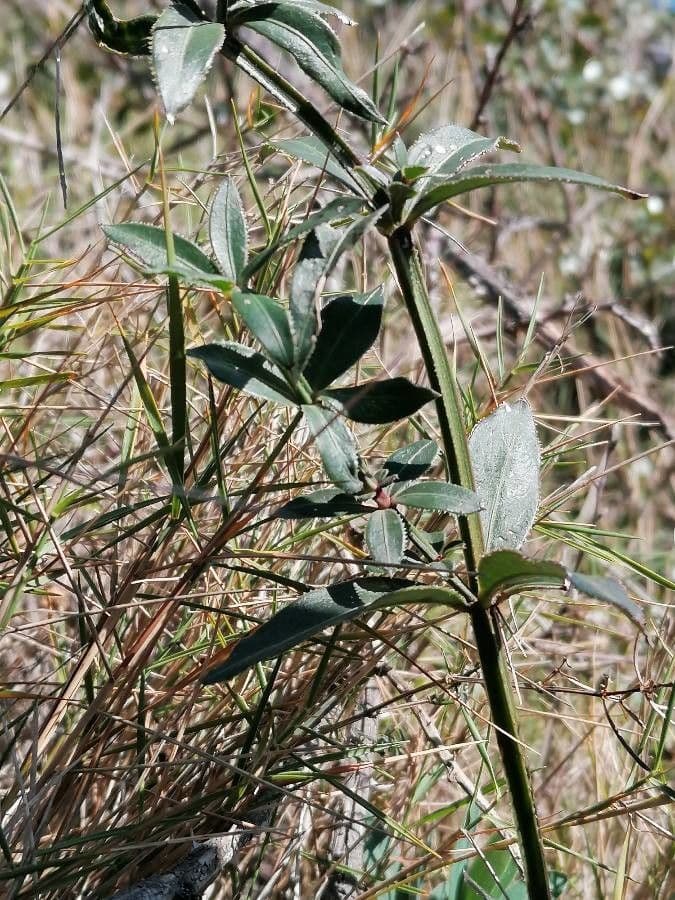 Wild madder 25