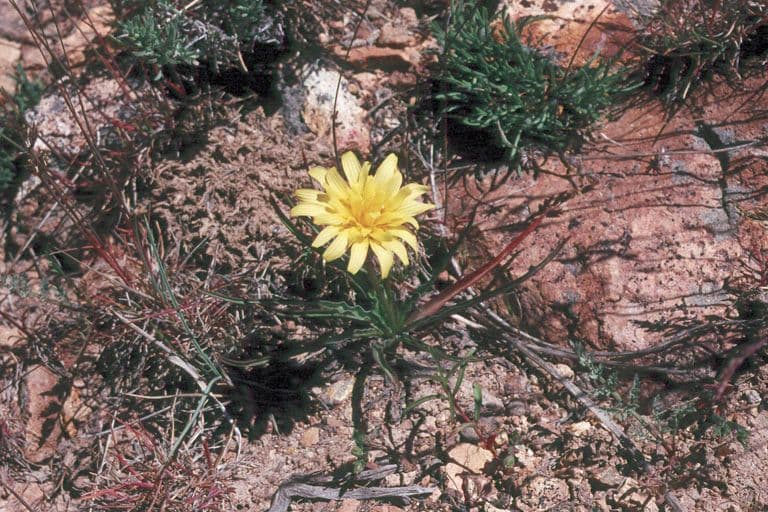 Agoseris glauca 7