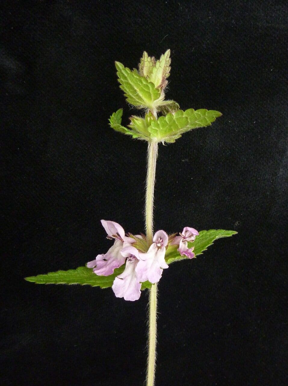Stachys 7