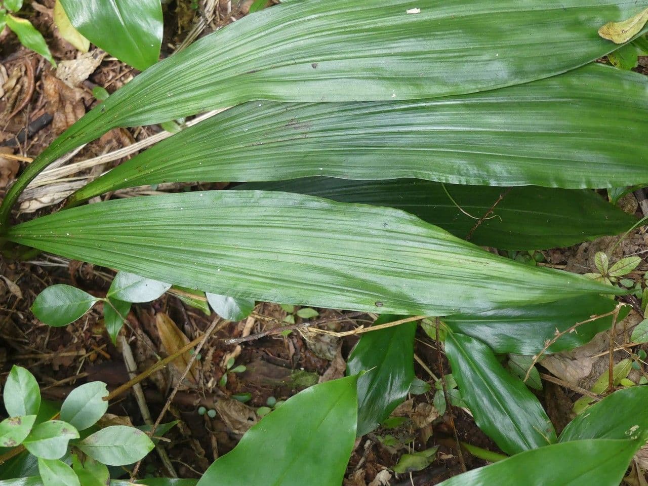 Calanthe silvatica 18