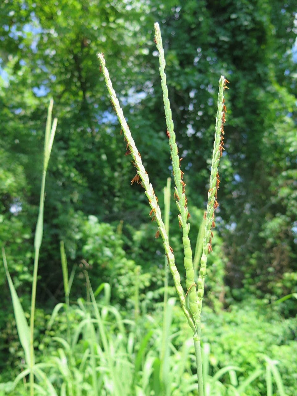 Tripsacum dactyloides 3