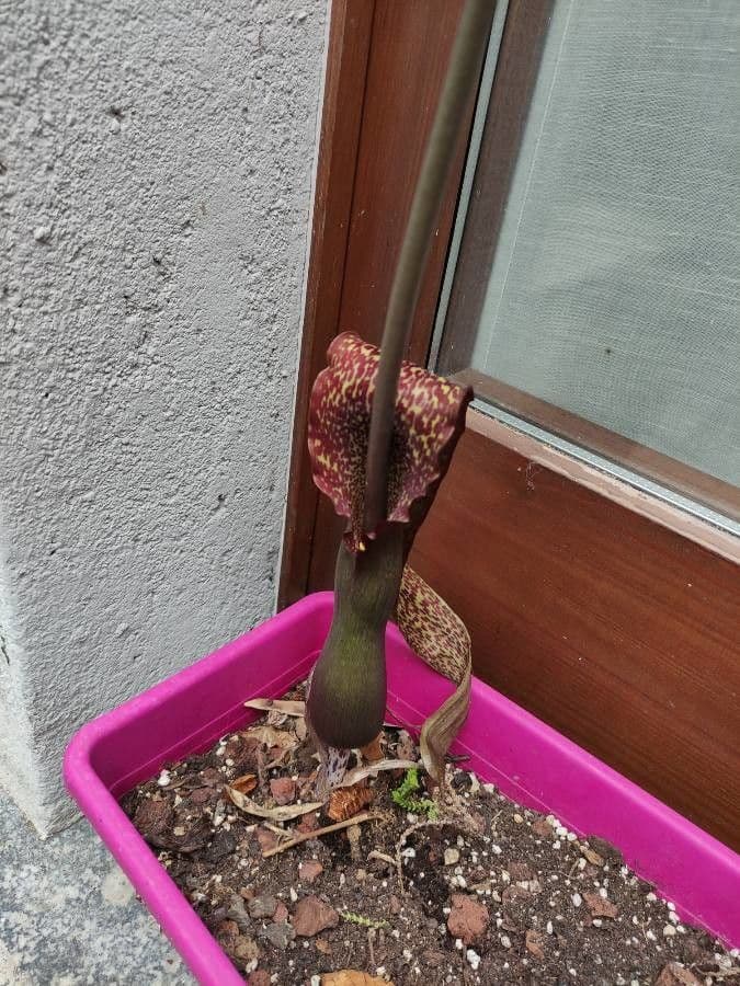 Sauromatum 7