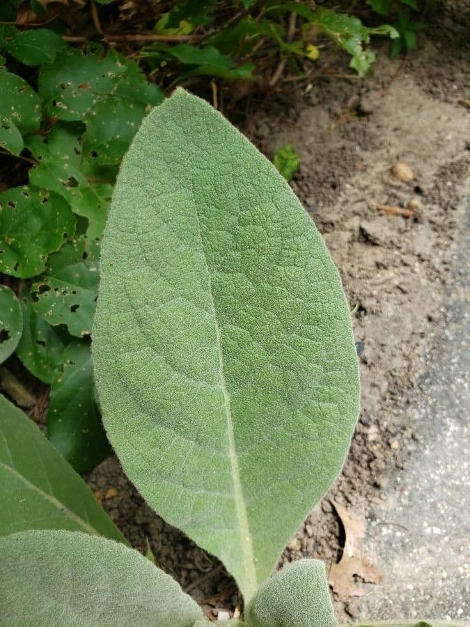 Verbasco phlomoides 16