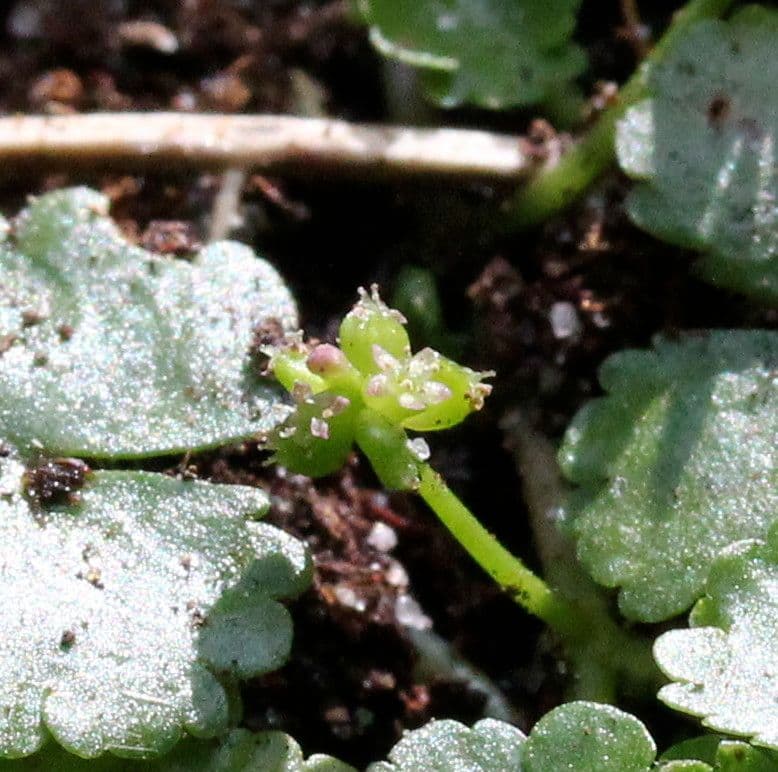 Hydrocotyle sibthorpioides 8