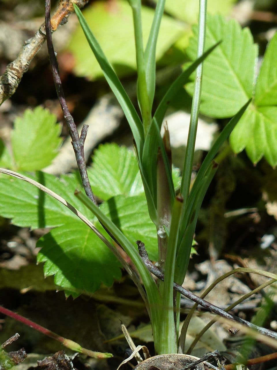 Třapatka Crocus 21