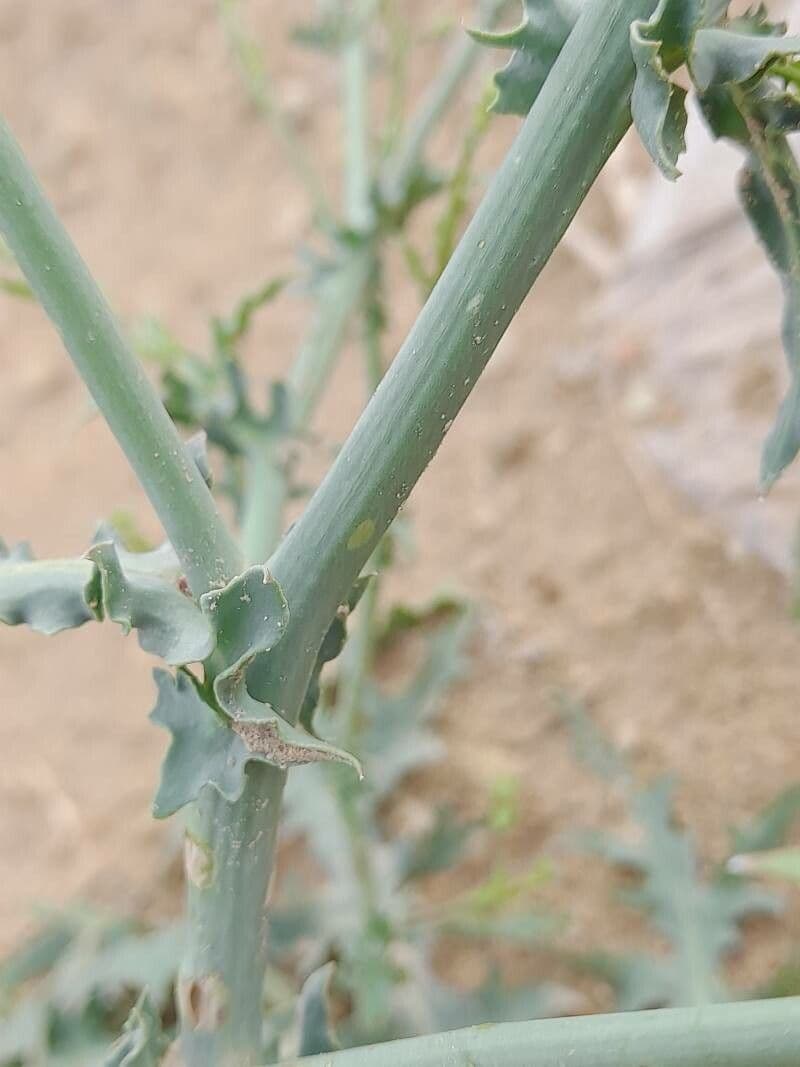 Launea mucronata 17