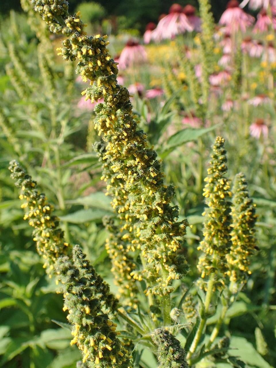 Ambrosia trifida 12