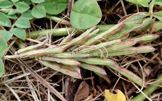 Indigofera hendecaphylla 11