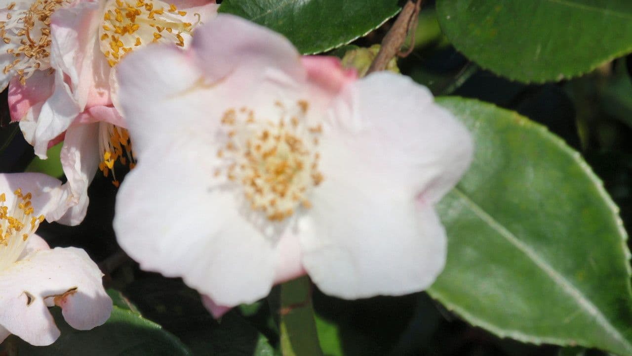 Kamelie 2