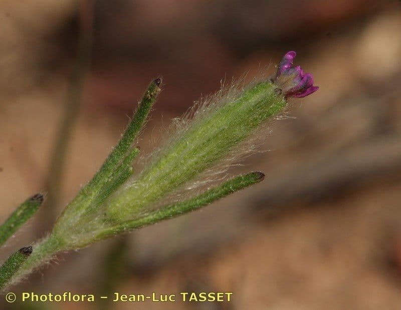 Silene 2