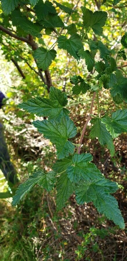 Ribes 16