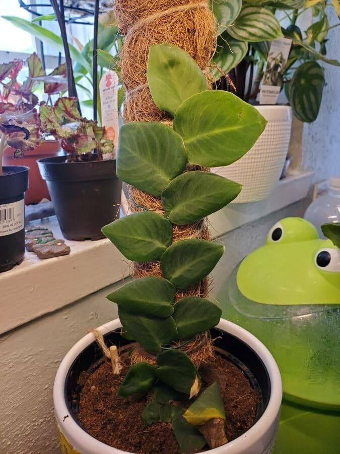 Rhaphidophora 5