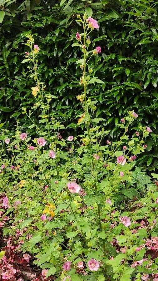 Anisodontea 6