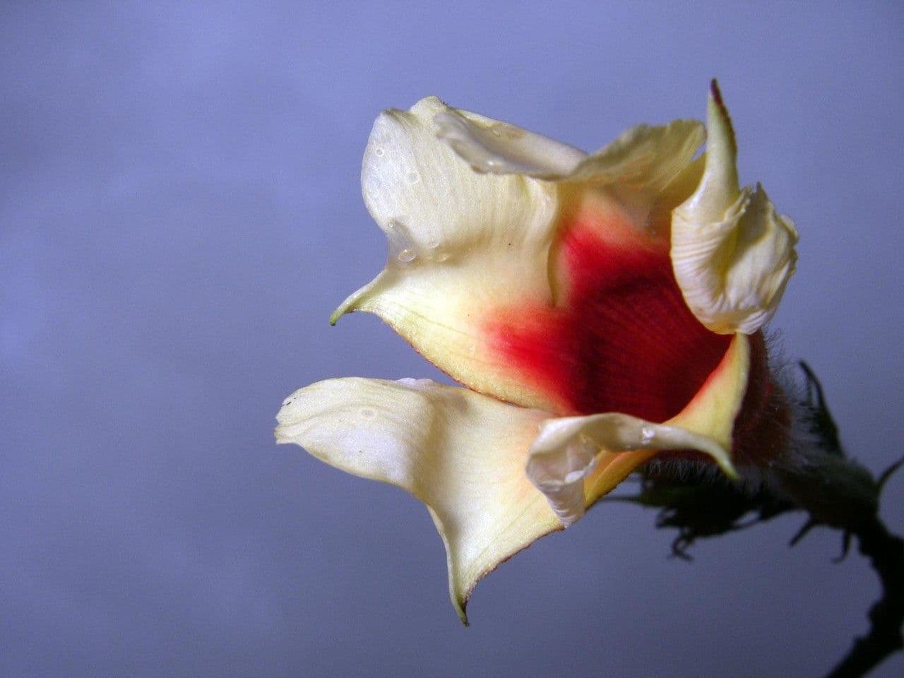Mandevilla 5