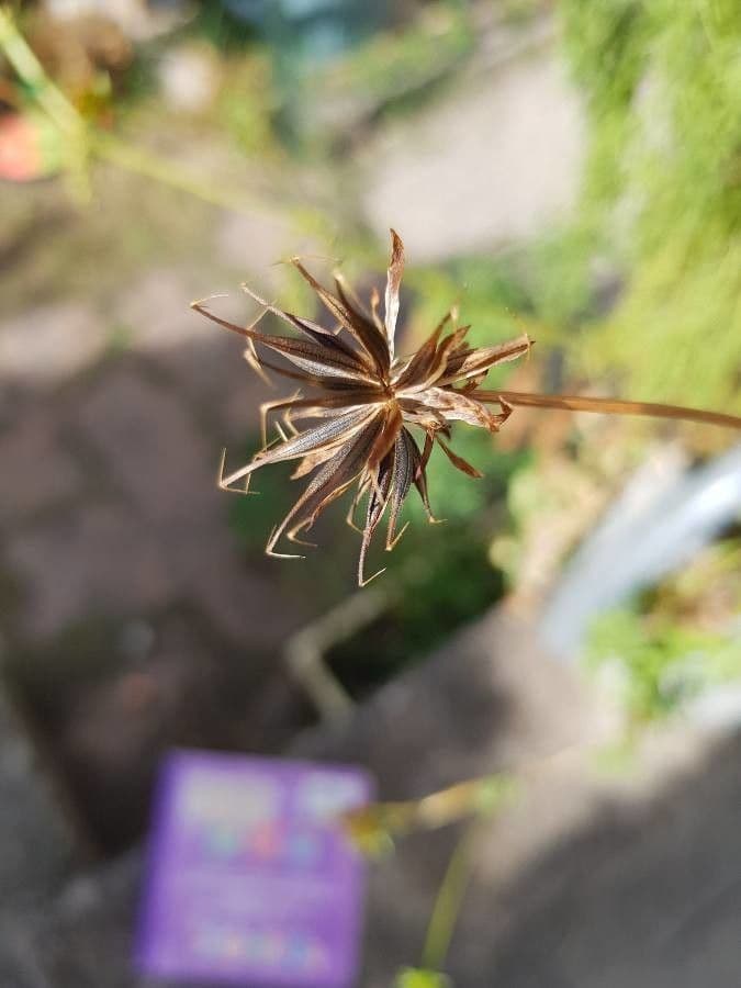Cosmos