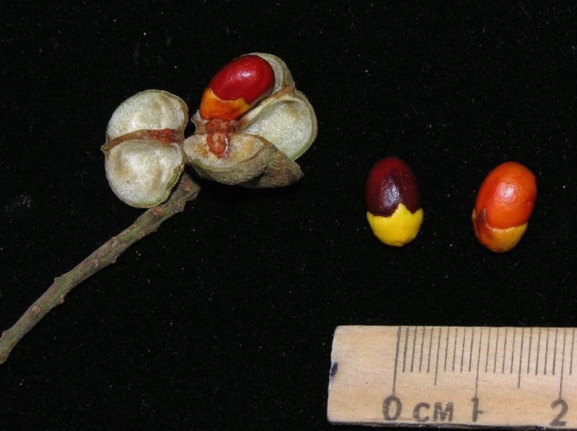 Cupania 4