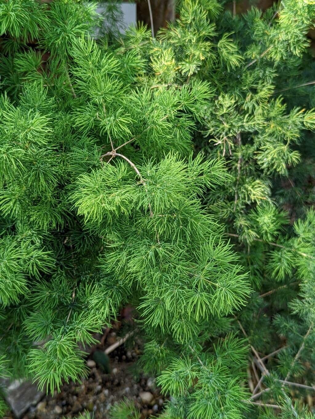 Asparagus 4